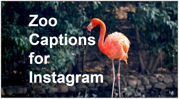 83 Instagram Captions for the Zoo